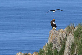 Steller's Sea Eagle