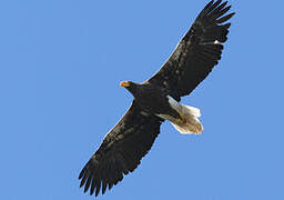 Steller's Sea Eagle