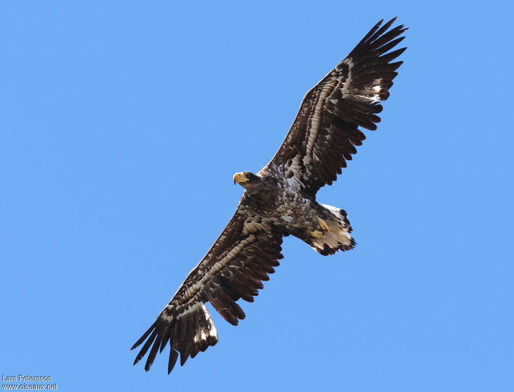 Steller's Sea Eagleimmature, moulting, Flight