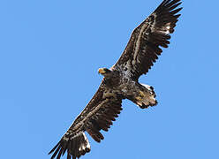 Steller's Sea Eagle