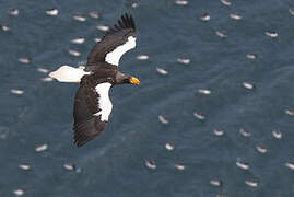 Steller's Sea Eagle