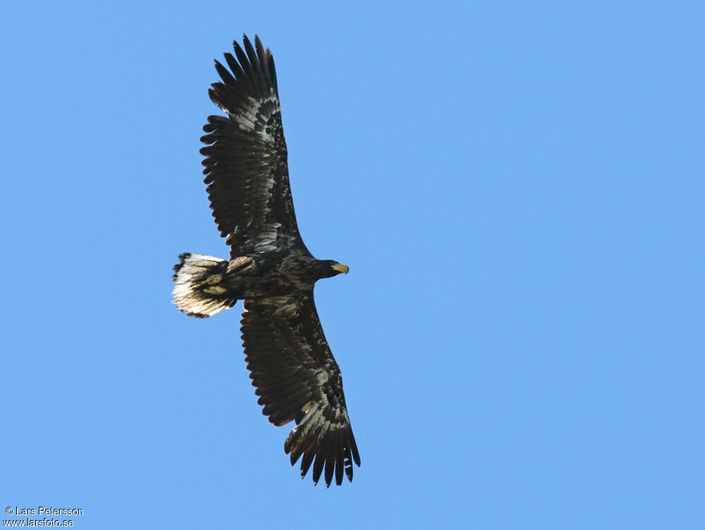 Steller's Sea Eagle