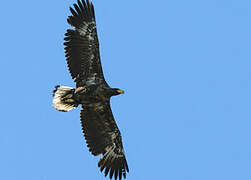 Steller's Sea Eagle