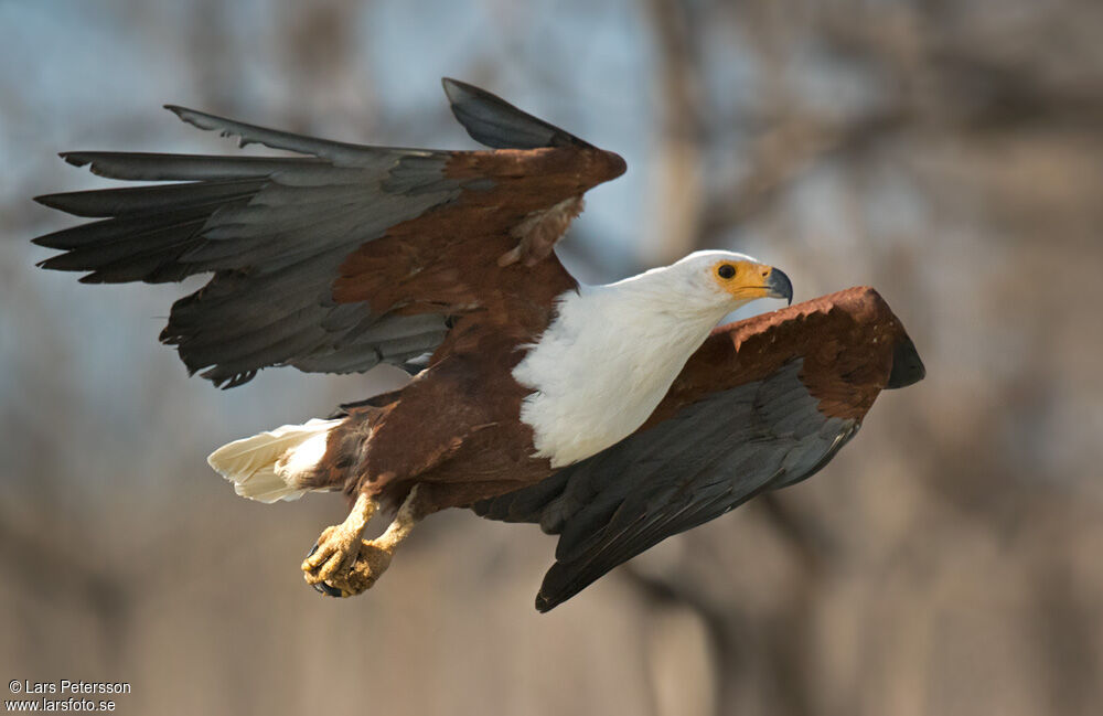 African Fish Eagle