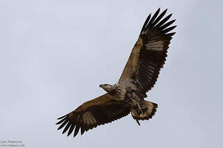 Pygargue vocifère immature - lape285674