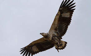 African Fish Eagle