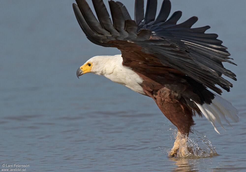 African Fish Eagle