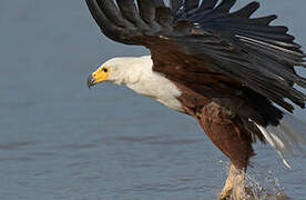 African Fish Eagle