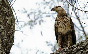 African Fish Eagle