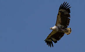 African Fish Eagle