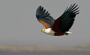 African Fish Eagle