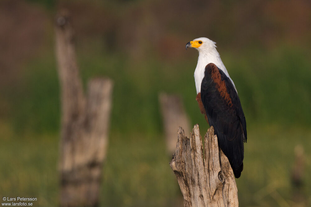 African Fish Eagle