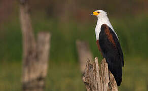 African Fish Eagle