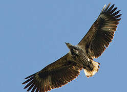 African Fish Eagle