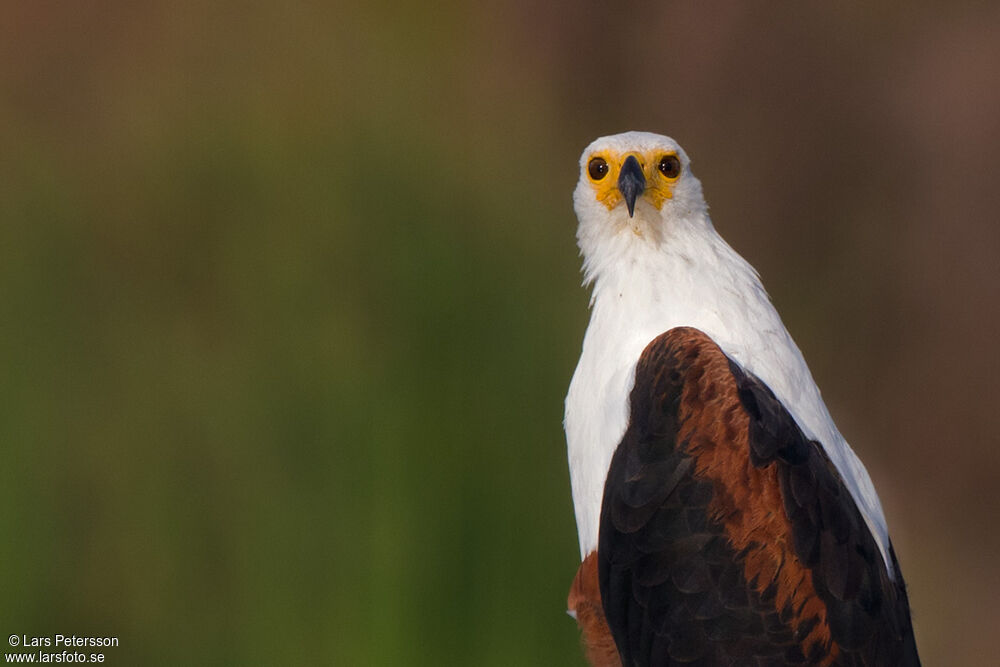 African Fish Eagle