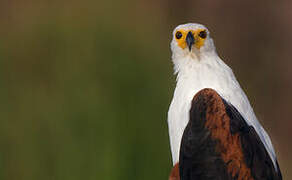 African Fish Eagle