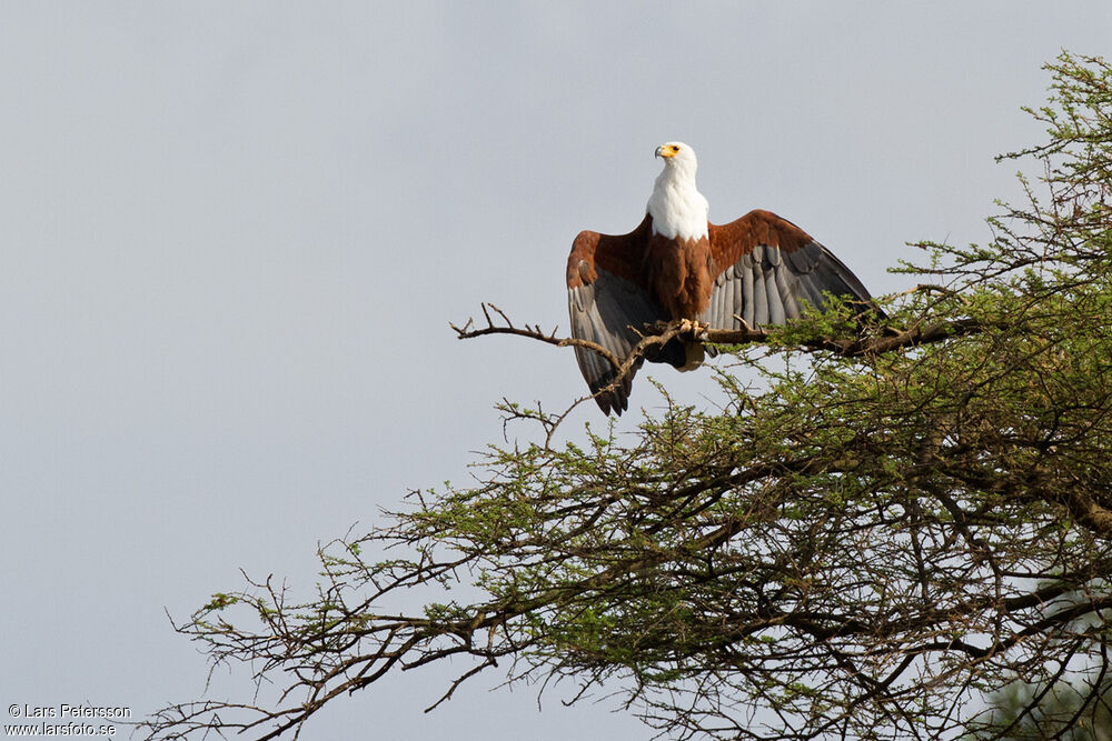 African Fish Eagle