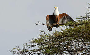 African Fish Eagle