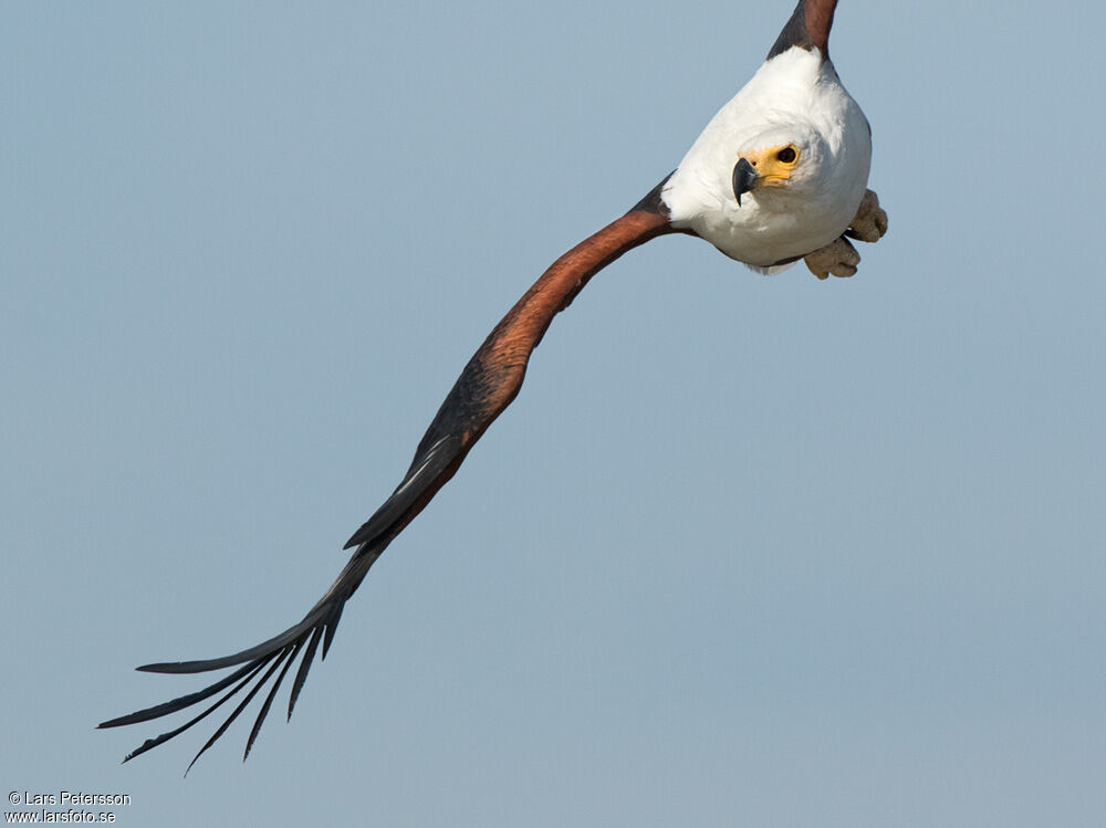 African Fish Eagle