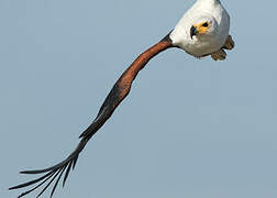 African Fish Eagle