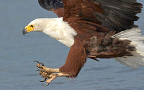 African Fish Eagle