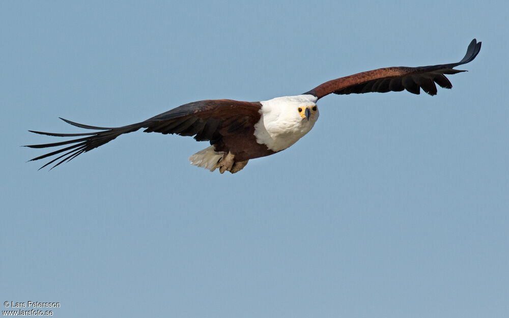 African Fish Eagle