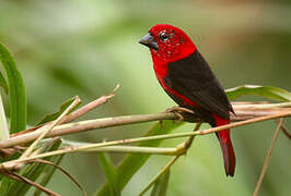 Black-bellied Seedcracker