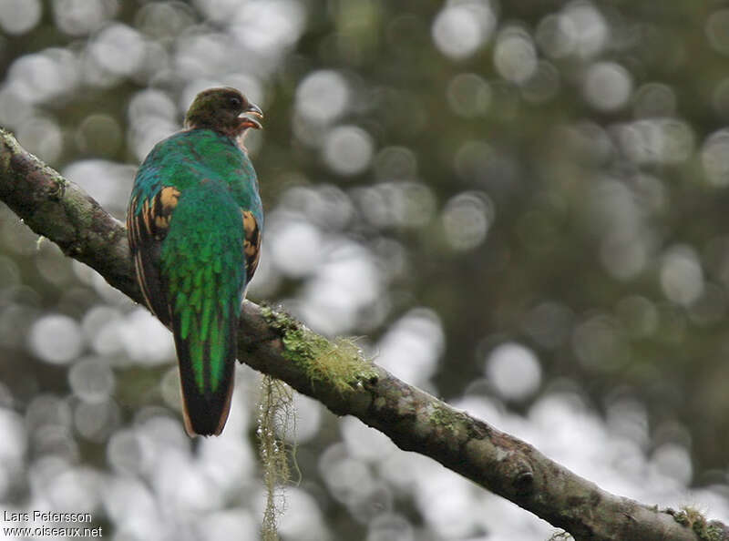 Quetzal doré femelle adulte, identification