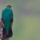 Quetzal doré