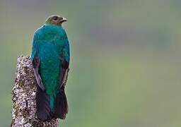 Golden-headed Quetzal