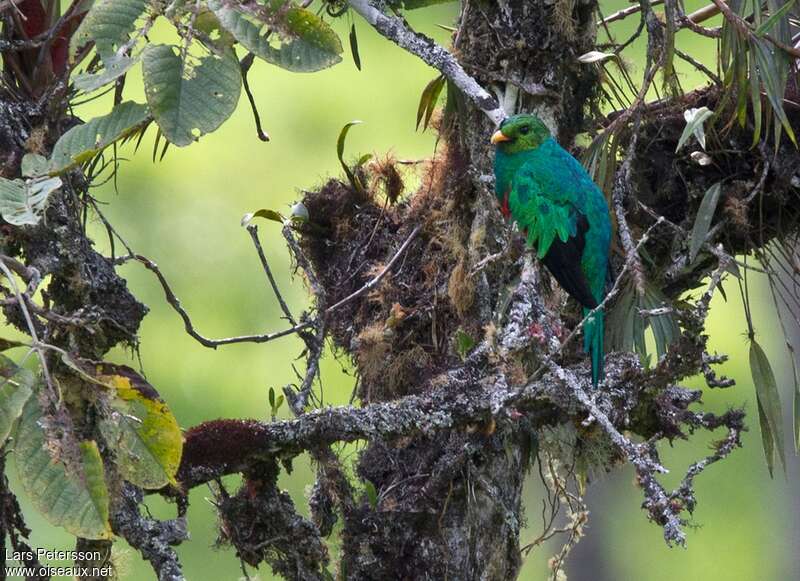 Quetzal doré mâle adulte, habitat, pigmentation