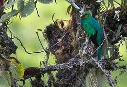 Golden-headed Quetzal