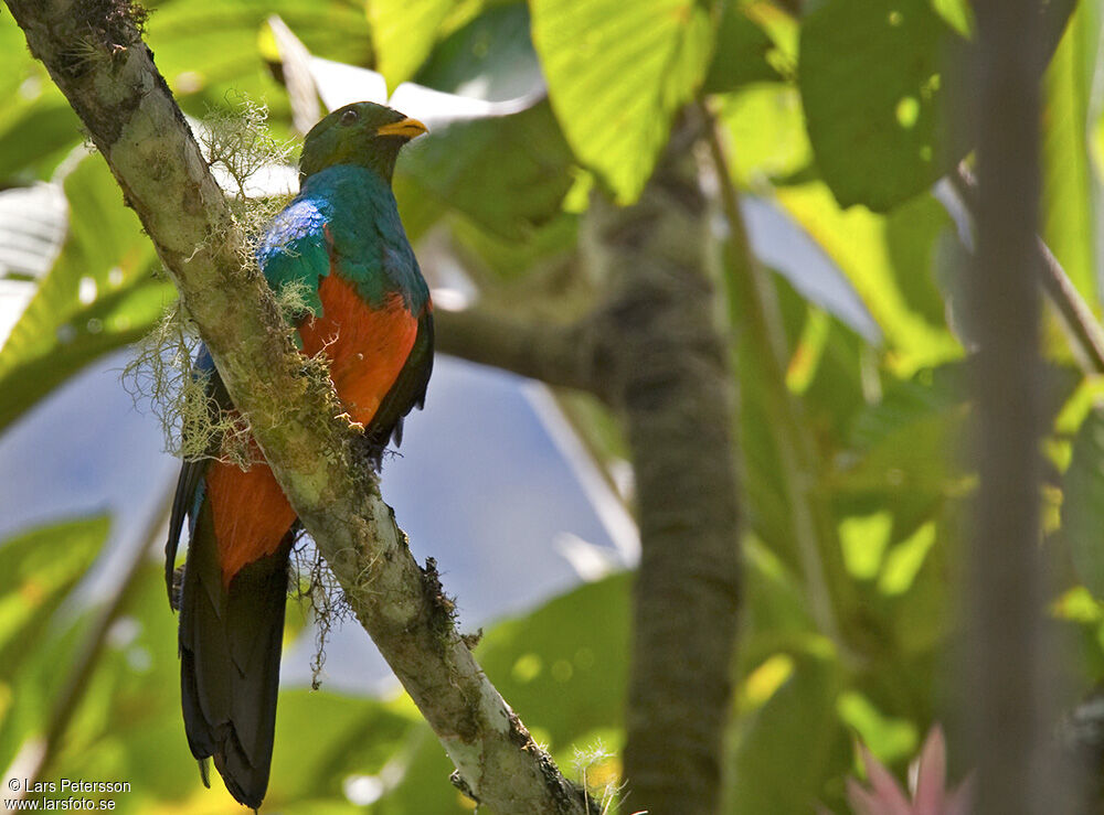 Golden-headed Quetzal