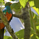 Quetzal doré