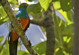 Golden-headed Quetzal