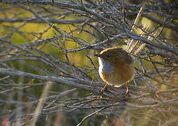 Southern Emu-wren