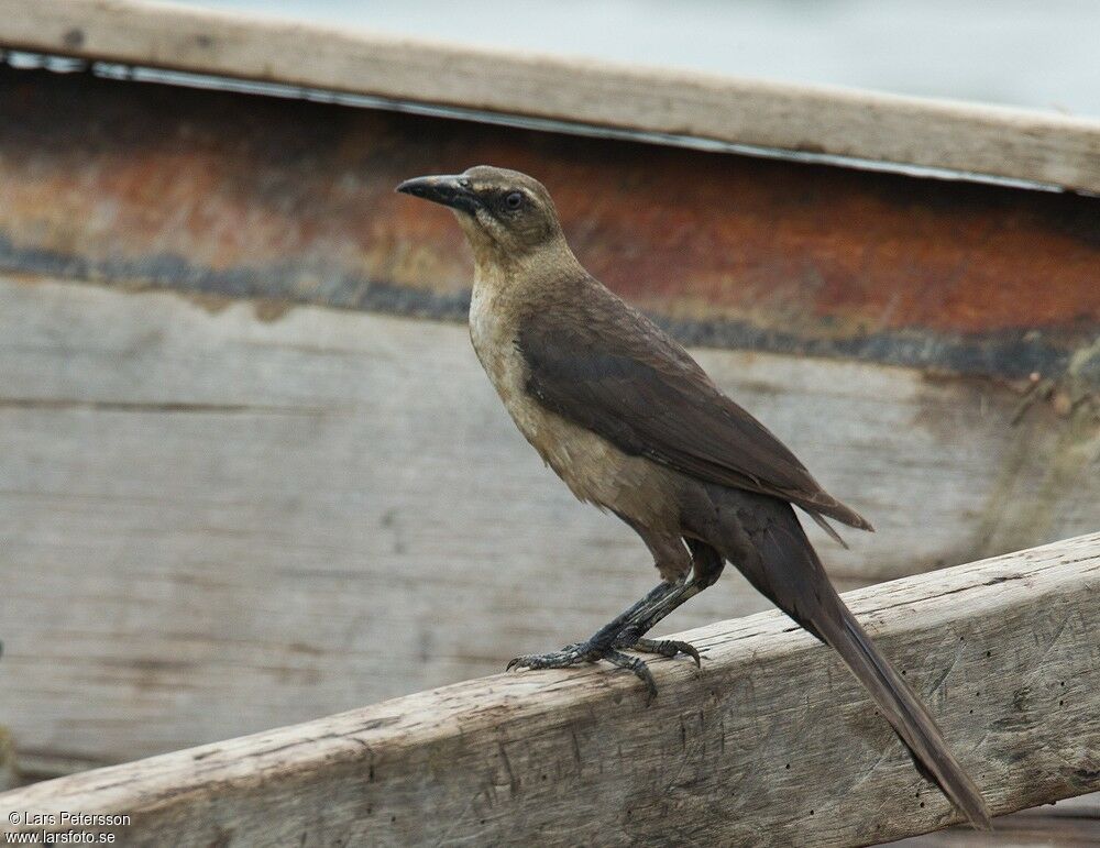 Great-tailed Grackle