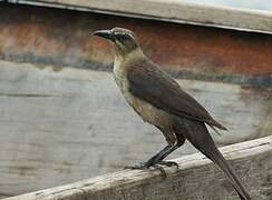 Great-tailed Grackle