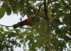 Red-bellied Grackle