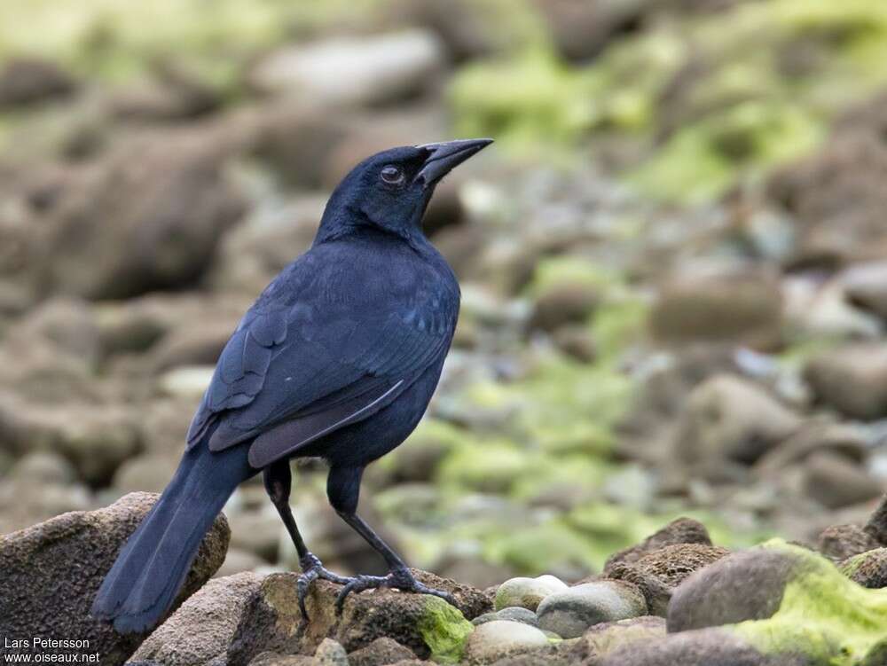 Scrub Blackbirdadult, identification