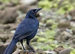 Scrub Blackbird