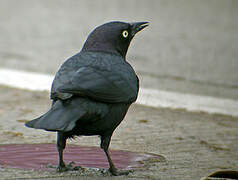 Brewer's Blackbird