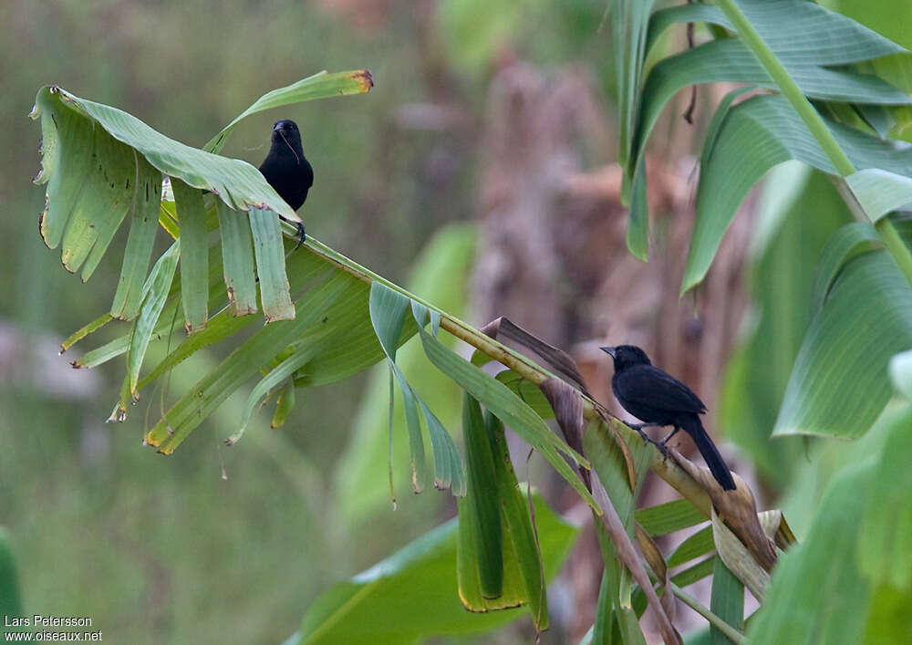 Forbes's Blackbirdadult, habitat, pigmentation