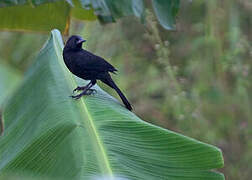 Forbes's Blackbird