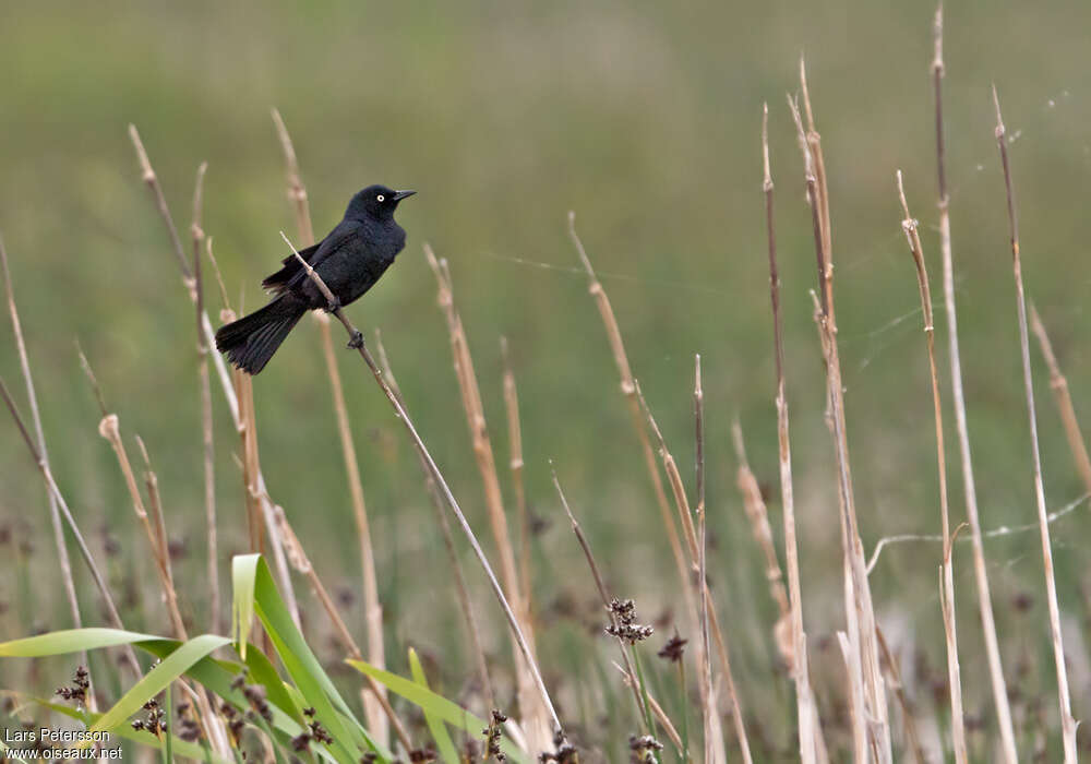 Rusty Blackbird male adult breeding, habitat, pigmentation