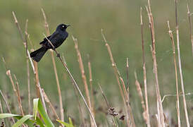 Rusty Blackbird