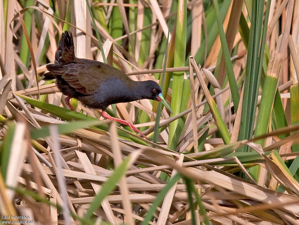 Râle à bec ensanglantéadulte, habitat, pigmentation