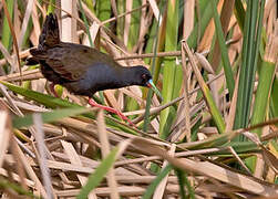 Plumbeous Rail