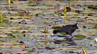 Black Crake