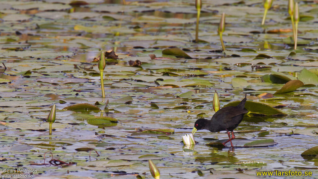 Black Crake